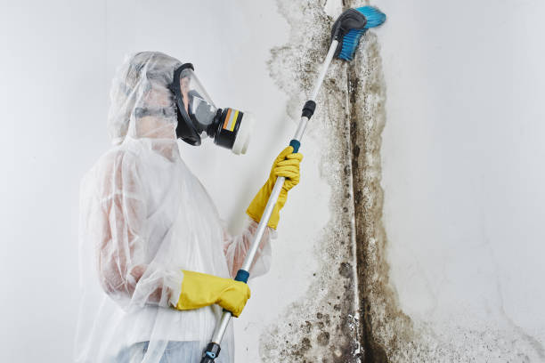 Best Attic Mold Removal  in Spring Grove, PA