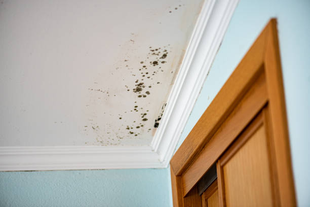 Best Emergency Mold Removal  in Spring Grove, PA