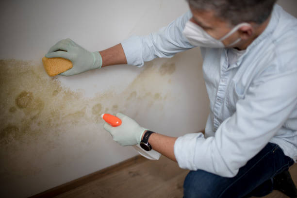 Best Mold Testing and Removal  in Spring Grove, PA