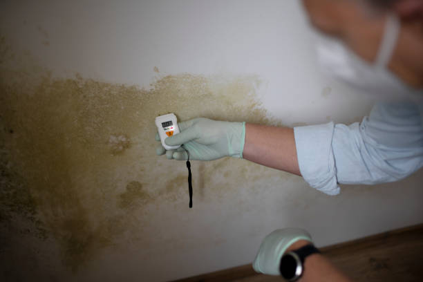 Best Residential Mold Removal  in Spring Grove, PA