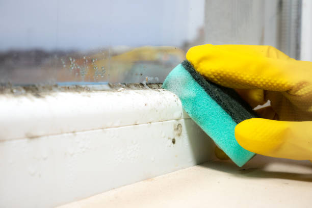 Best Certified Mold Removal  in Spring Grove, PA
