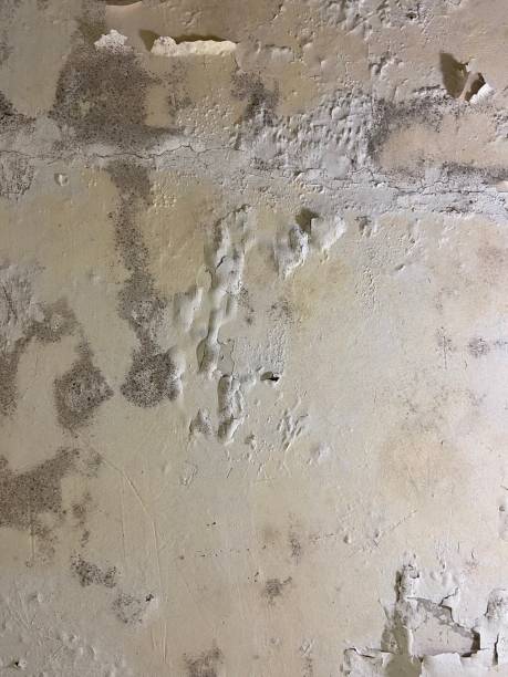 Best Professional Mold Removal  in Spring Grove, PA