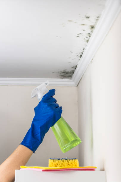 Best Certified Mold Removal  in Spring Grove, PA